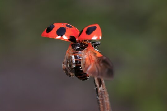 ナナホシテントウ虫 の画像 3 580 件の Stock 写真 ベクターおよびビデオ Adobe Stock
