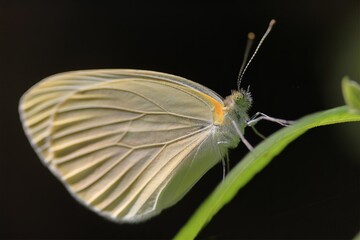 スジグロシロチョウ