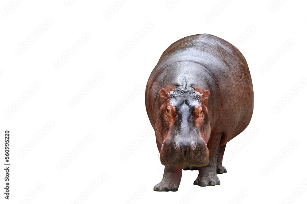 Fototapete Hippopotamus isolated on transparent background png file	