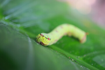Cobra Caterpillar on green leaf, Close up shot