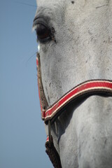 Fototapeta Głowa konia siwego portret na tle nieba obraz