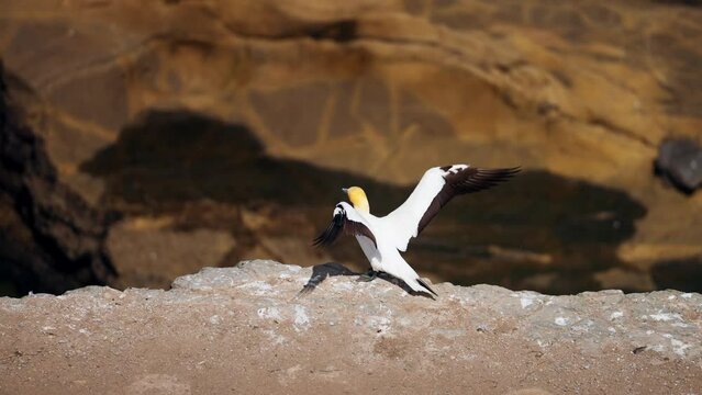 Ganet bird preening feathers on edge of cliff - Muriwai, New Zealand. Cleaning feathers and plumage in slow motion.