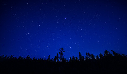 starry night in stanislaus national forest