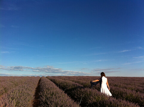growing lavender field