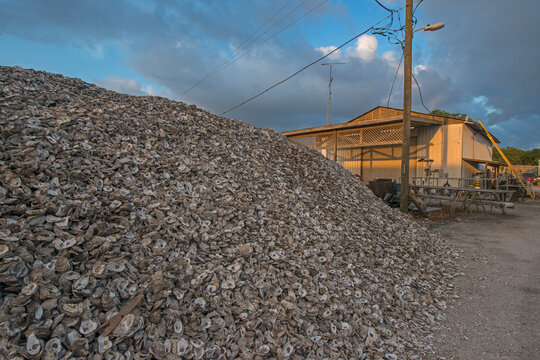 Heap of discarded oyster shells, Apalachicola, Florida, USA