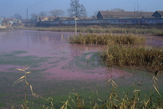 View of a polluted pond, Boxing County, China.