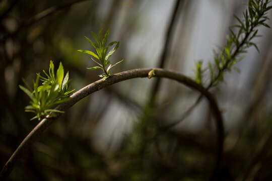 A strongly arced branch with leaves. Rhoen Mountains, Germany