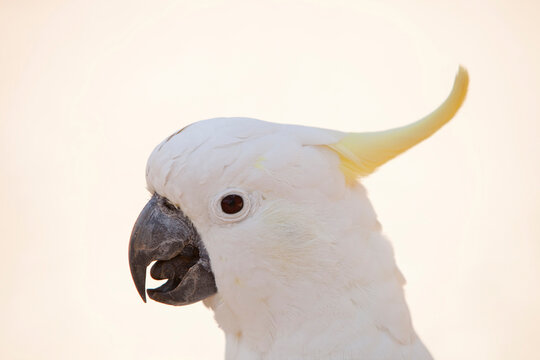 Close up of a Sulpher Crested Cockatoo.