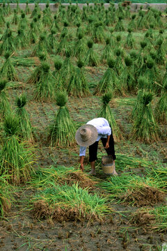 Farmer in rice fields of Gulin China