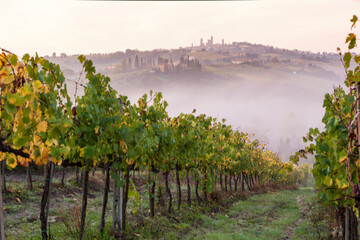 Paesaggio toscano con vigneto di malvasia e nebbia verso San Gimignano, Siena. - obrazy, fototapety, plakaty