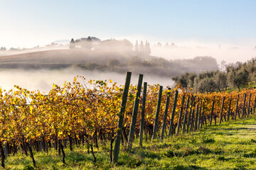 Val D' Orcia. Siena. Paesaggio con podere, vigneto di Chianti 