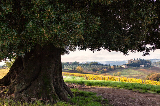 Montalcino, SI. Leccio secolare con panorama di vigneto e colline