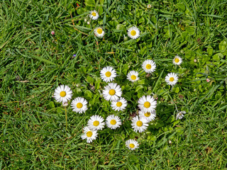 Mehrere wei&szlig; bl&uuml;hende G&auml;nsebl&uuml;mchen ( Bellis perennis) auf einer Wiese