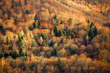 Colorful mixed mountain forest, birches, firs and pine trees, Bieszczady, Poland