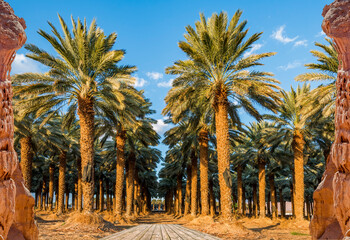 Plantation of date palms for healthy and GMO free food production, image depicts desert and arid sustainable agriculture industry in the Middle East .
Wooden board as a copy space
- 561000248