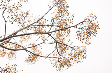 Yellow Berry Tree brunch against the grey winter sky