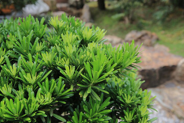 the landscape of the Nan Lian Garden, hong kong 14 Oct 2012