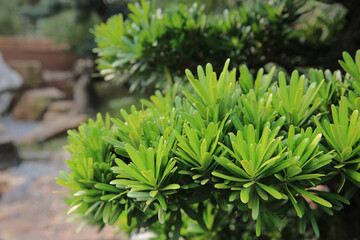 the landscape of the Nan Lian Garden, hong kong 14 Oct 2012