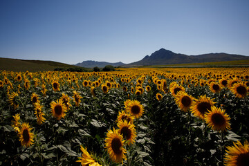 Obraz premium sunflower field in the mountains