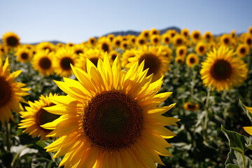 Fototapeta premium field of sunflowers