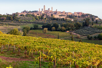 Fototapeta na wymiar San Gimignano, Siena. Veduta della cittadina con le torri con vigneto di vernaccia