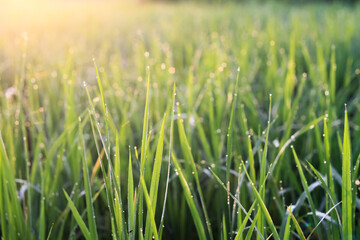 Natural background of young rice trees with dew drops on them.