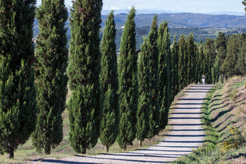 Toscana. Viale alberato di cipressi con ombre sulla strada - obrazy, fototapety, plakaty