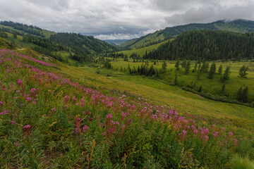 Plakat meadow with flowers