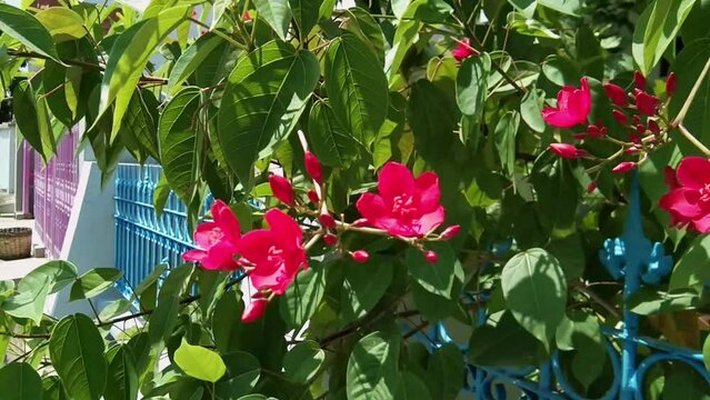 The peregrina (J. integerrima) from Cuba, about 5 m tall with spadelike leaves sharply lobed at the base, bears crimson flower clusters the year round