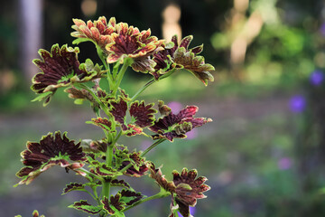 Ornamental plant scientific name Coleus.