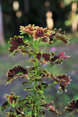 Ornamental plant scientific name Coleus.