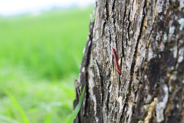 Millipede animal Trigoniulus corallinus clings to a large tree trunk.