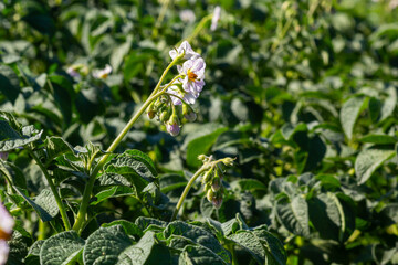 Obraz premium Closeup of a white and yellow blossoming potato plant in the foreground of large field in the Netherlands. It is early in the morning of a sunny day in the beginning of the summer season