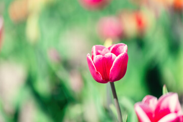 Tulip flower in bloom in spring