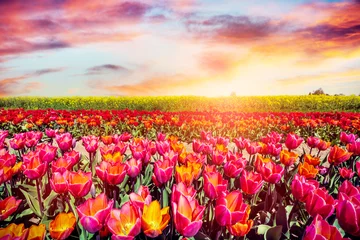 Fotobehang Tulip flowers field at sunset in spring © Photocreo Bednarek