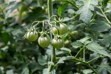 A bunch of green tomatoes on a bush. Tomatoes ripen in the garden. Bush with green tomatoes. Lots of tomatoes on the bush