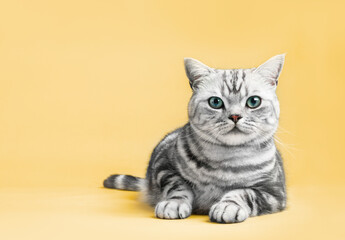 Kitten British shorthair silver tabby cat portrait. - Powered by Adobe