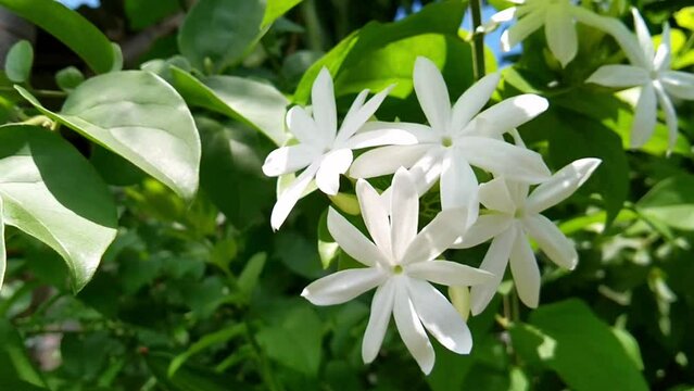 jasmine flowers that bloom during the day