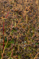 Ripe buckwheat plants on the field. Selective focus. Shallow depth of field