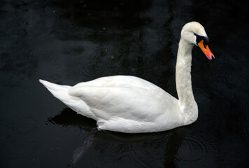 Mute swan on the Grand Union Canal in Hanwell, Greater London. The white mute swan has an orange beak with the waterway providing a dark background. Mute swan (Cygnus olor), UK.