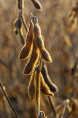 Soybeans pod macro. Harvest of soy beans - agriculture legumes plant. Soybean field - dry soyas pods