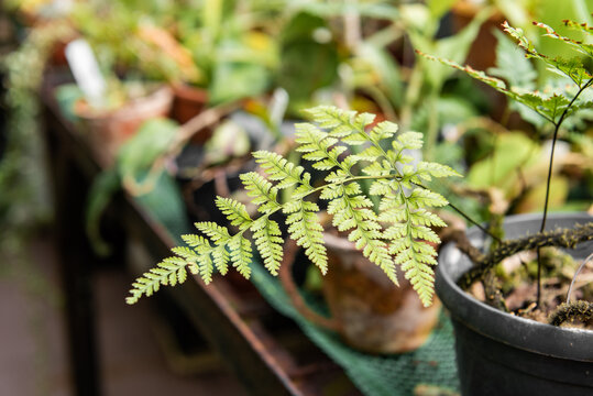 Davallia. A young fern of small size in a brown clay pot against the background of other plants in a greenhouse.