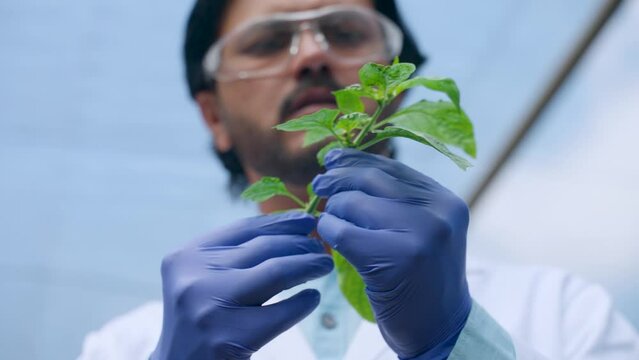 Close up shot of agro scientist or botanist checking plant smaple at greehouse - concept of medical research, biotechnology and research