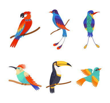 Set of colorful birds. Bright exotic birds cartoon vector illustration