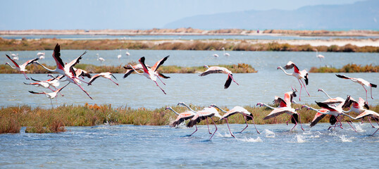 Flamingo birds flying over blue lake of  bird paradise - Izmir, Turkey