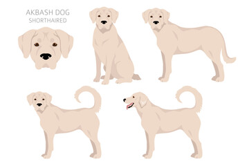 Akbash dog shorthaired clipart. Different poses, coat colors set