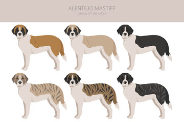 Alentejo mastiff all colours clipart. Different coat colors set