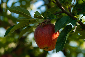 Ripe red apples on green tree .