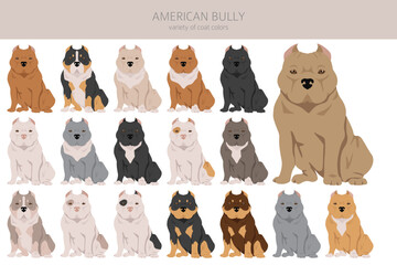 American bully all colours clipart. Different coat colors set