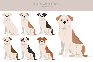 American bulldog all colours clipart. Different coat colors set